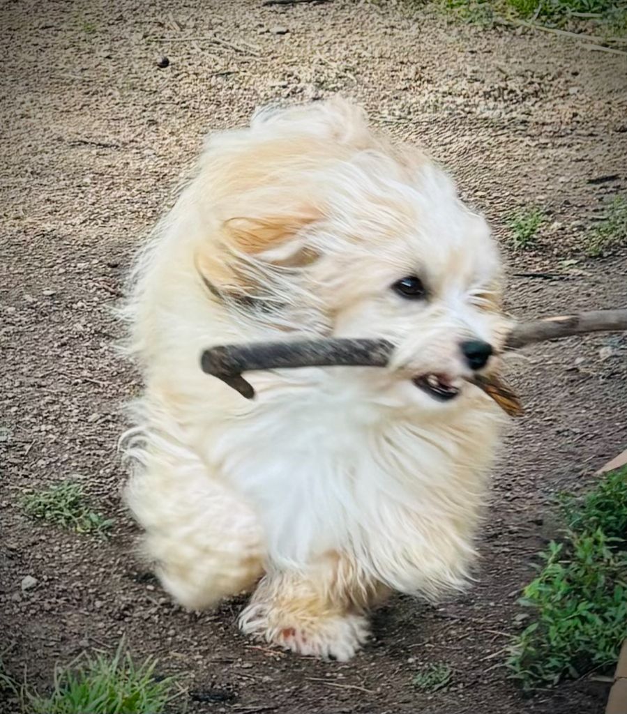 Mon chien Des Nichées De Riopse