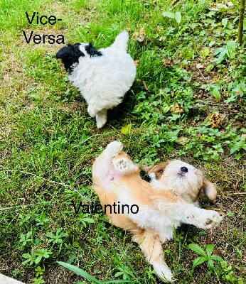 Valentino