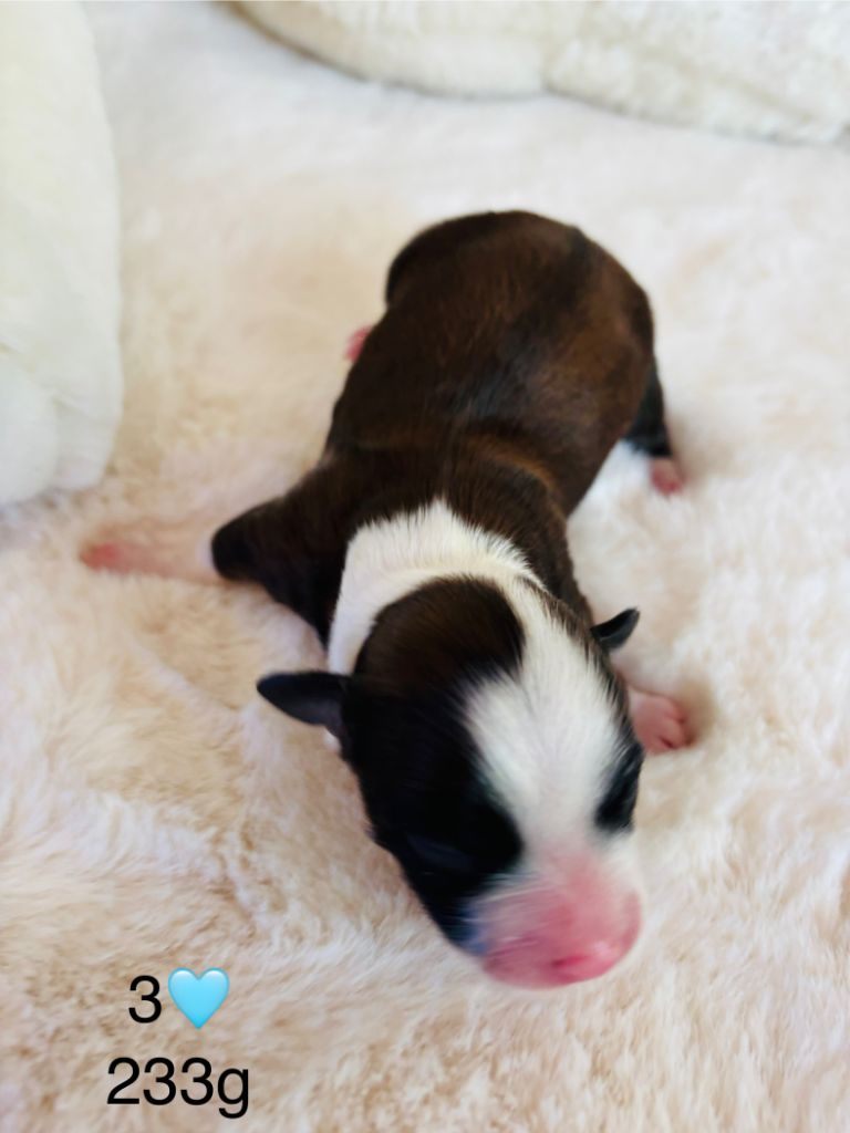 du haut de la richerais - Chiots disponibles - Bichon Havanais