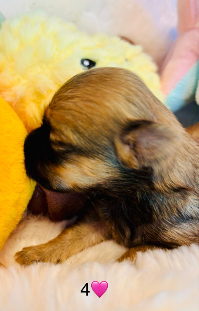 du haut de la richerais - Chiots disponibles - Bichon Havanais