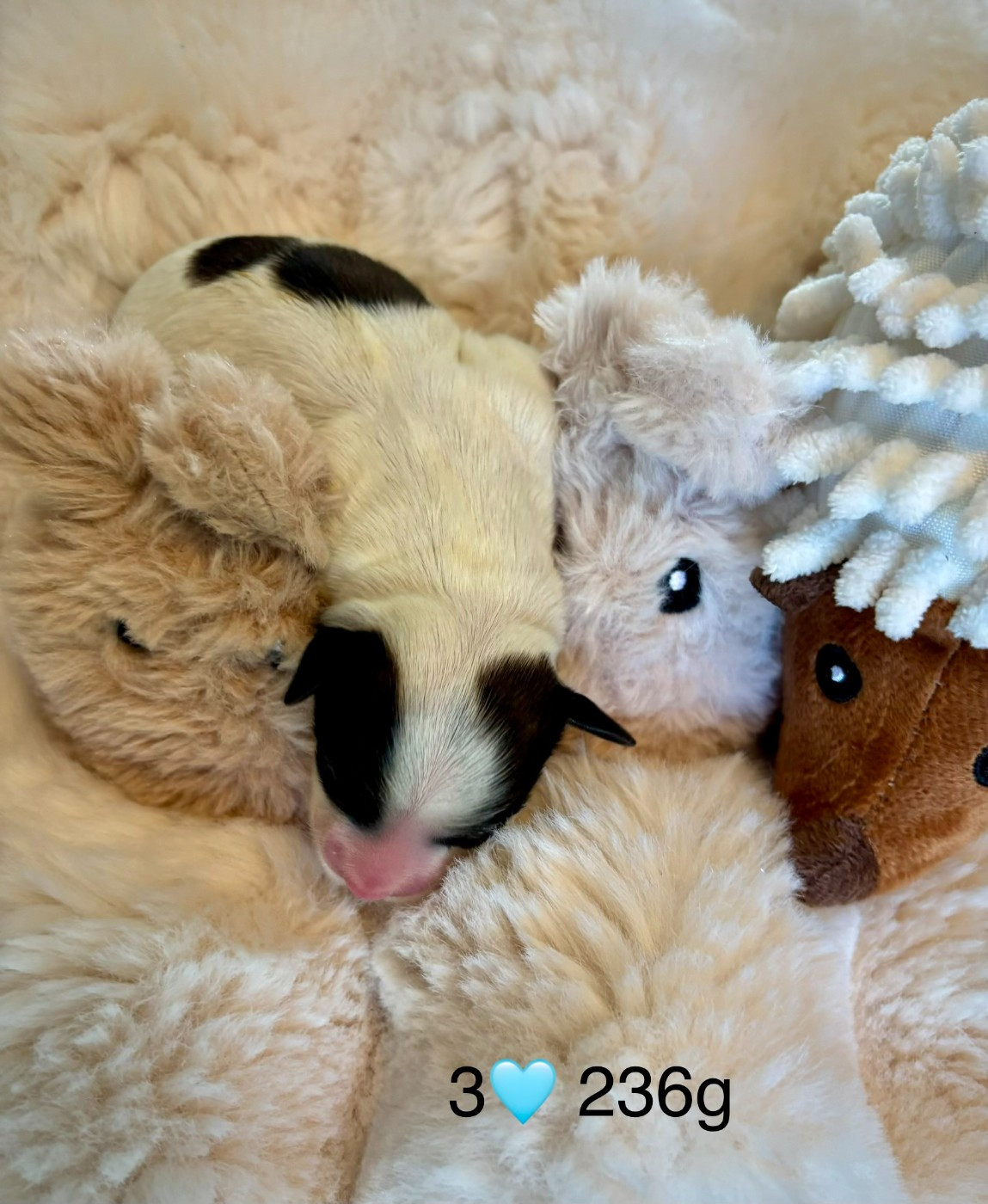 du haut de la richerais - Chiots disponibles - Bichon Havanais