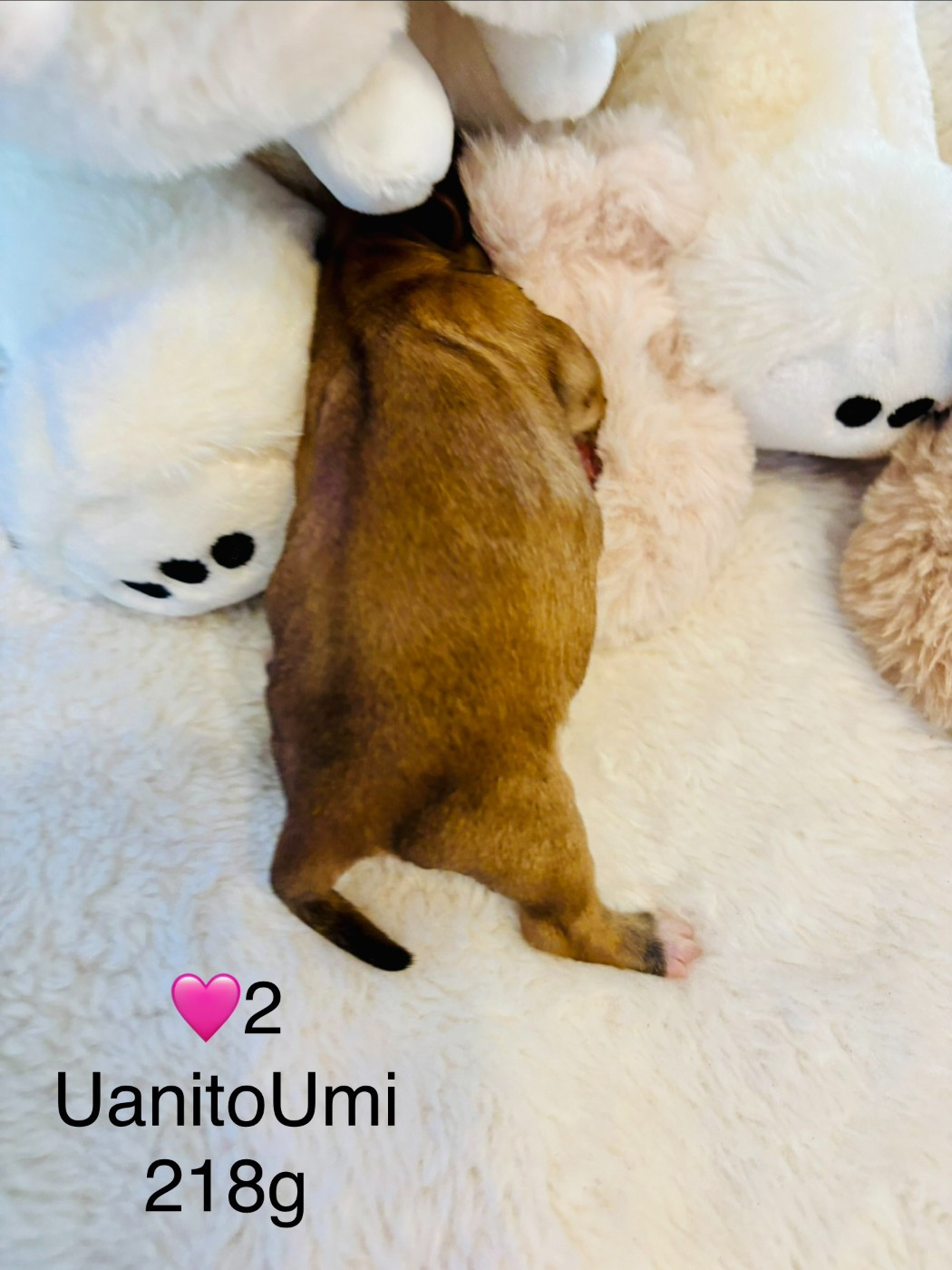 du haut de la richerais - Chiots disponibles - Bichon Havanais