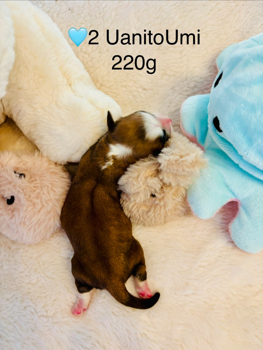 du haut de la richerais - Chiots disponibles - Bichon Havanais