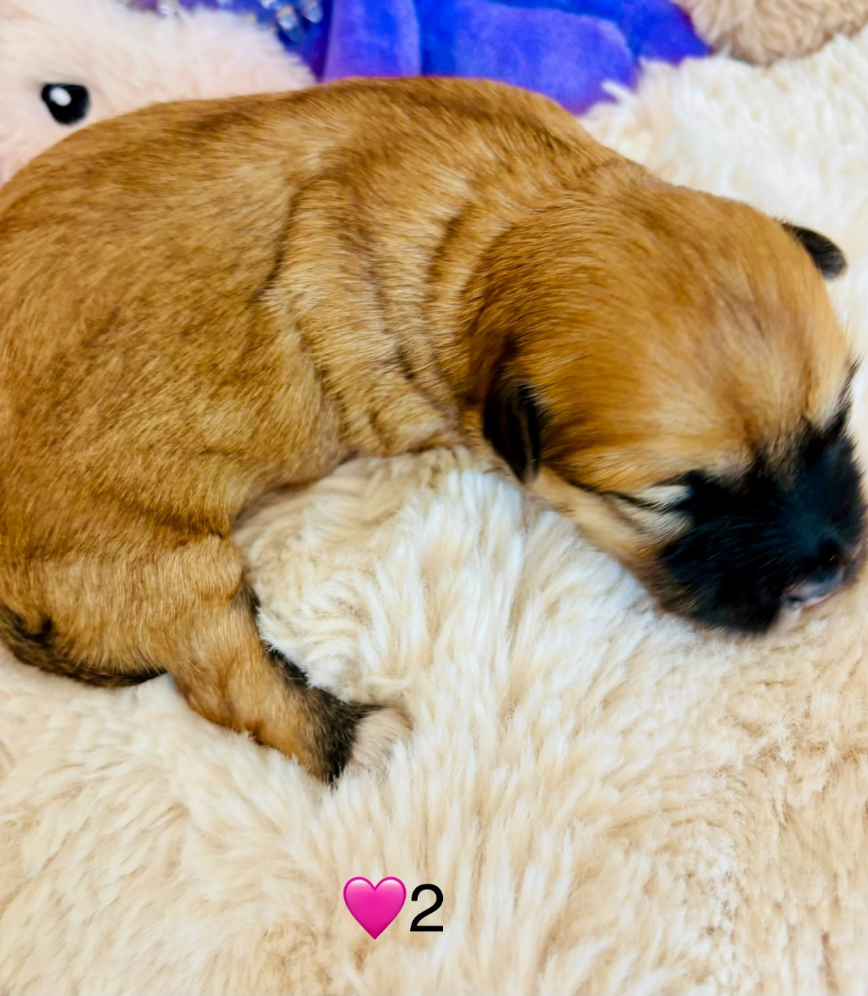 du haut de la richerais - Chiots disponibles - Bichon Havanais
