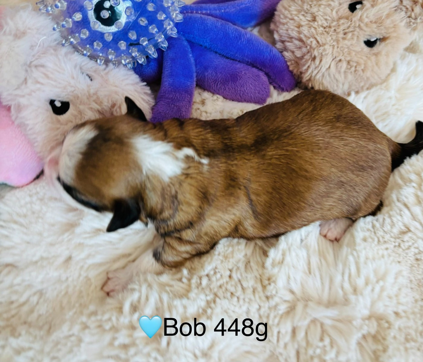 du haut de la richerais - Chiots disponibles - Bichon Havanais