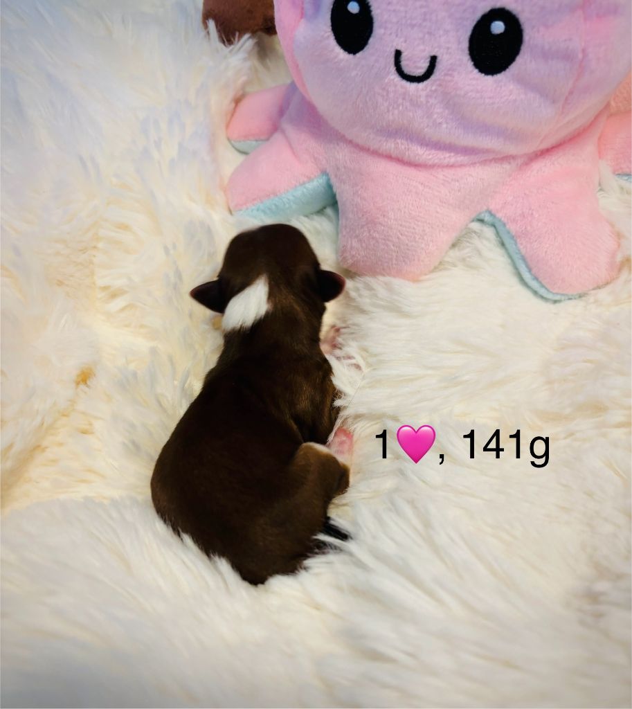 du haut de la richerais - Chiots disponibles - Bichon Havanais
