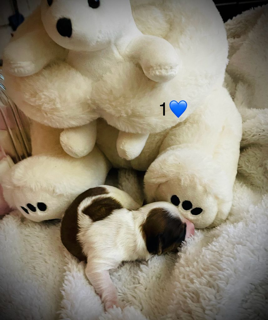 du haut de la richerais - Bichon Havanais - Portée née le 08/01/2024