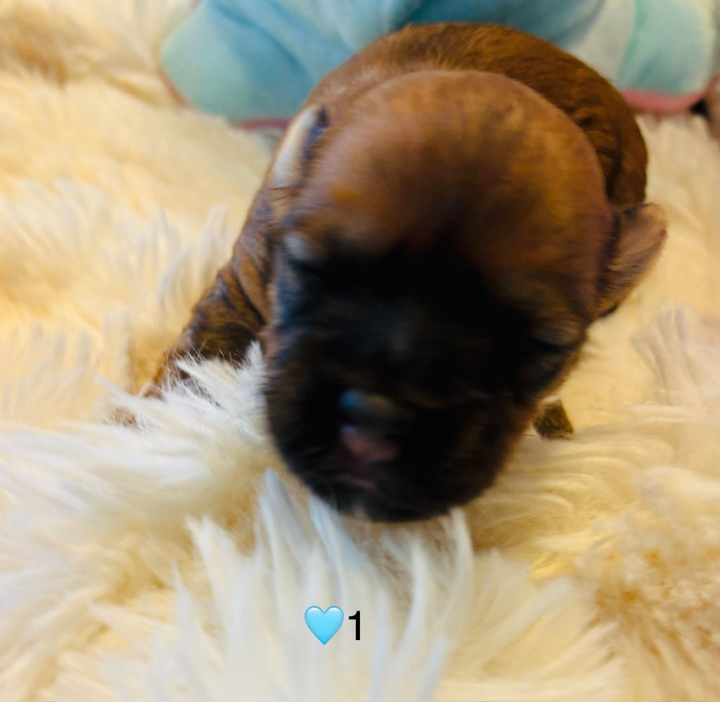 du haut de la richerais - Chiots disponibles - Bichon Havanais