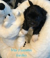 CHIOT