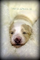 CHIOT