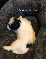 CHIOT