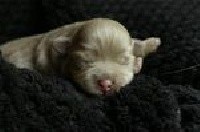 CHIOT