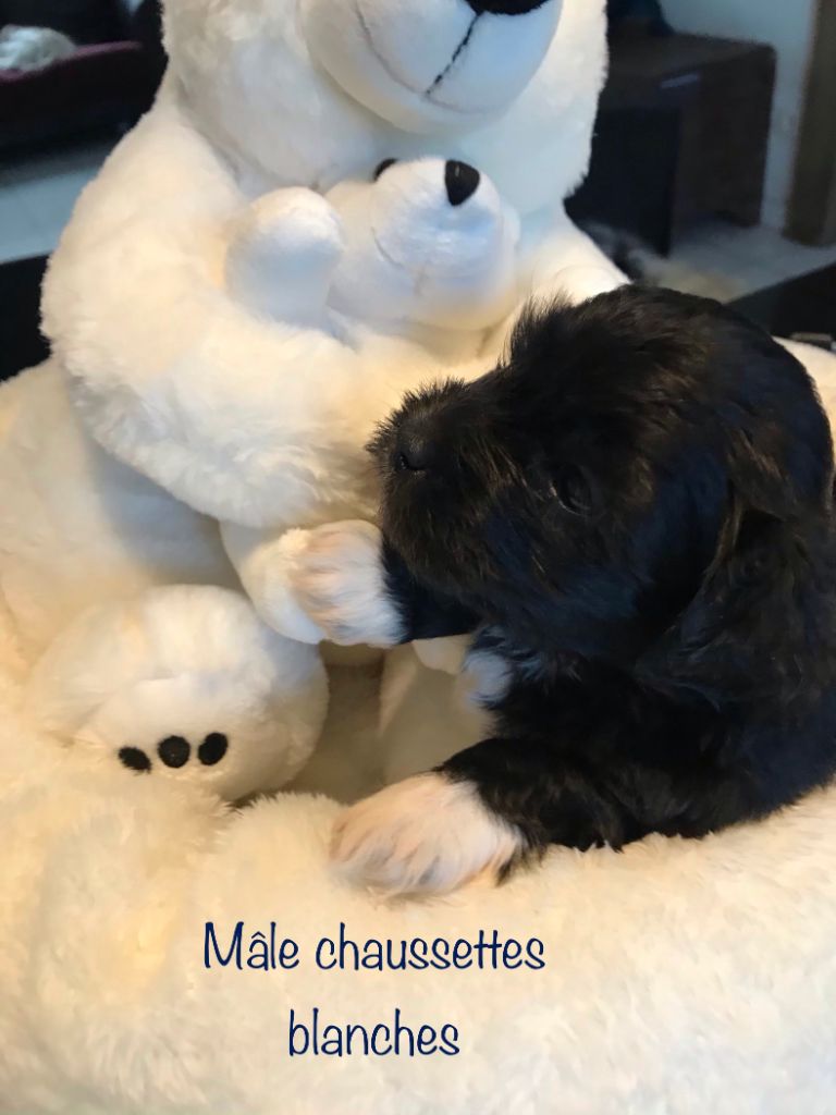 du haut de la richerais - Chiots disponibles - Bichon Havanais