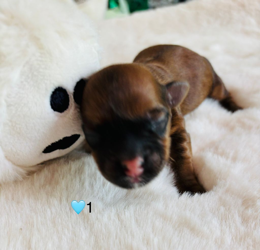 du haut de la richerais - Chiots disponibles - Bichon Havanais