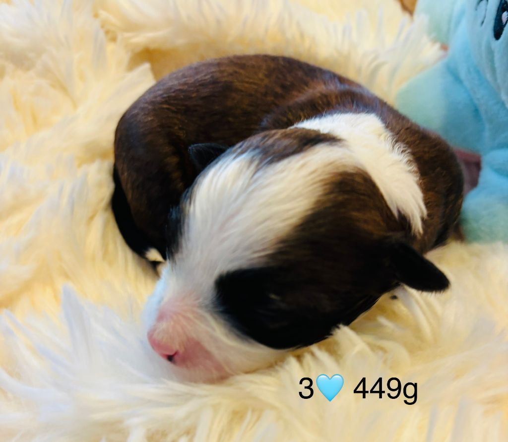 du haut de la richerais - Chiots disponibles - Bichon Havanais