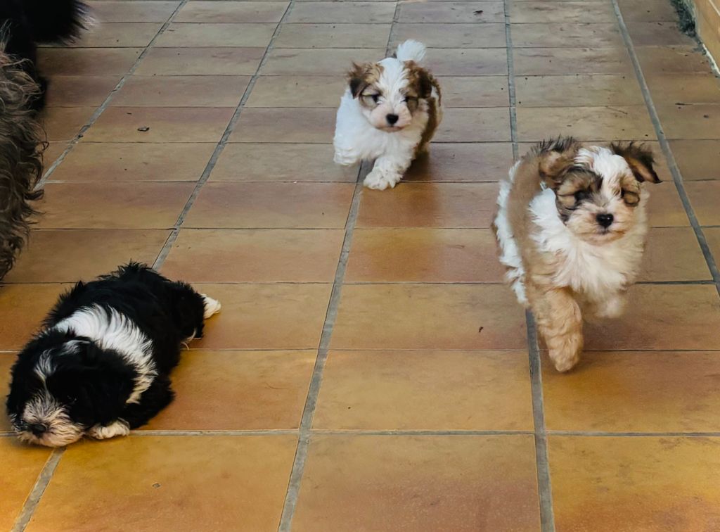 du haut de la richerais - Bichon Havanais - Portée née le 23/06/2024